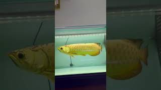 Golden Asian Arowana