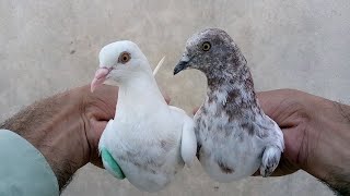 Lalchina Aur White Baby Pigeon Ghar Ki Home Breed | M Asad Birds 🕊️ #MAsadBirds #Pigeon #Kabutar