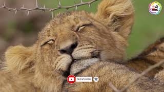 Close Up of Sleepy Lion Cub