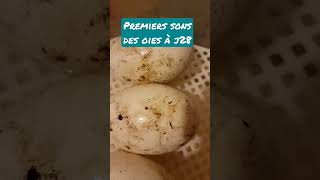 les oies vont bientôt sortir #oeufs #naissance