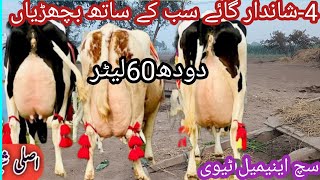 03466152628 |cholistani friesian cross cow for sale|friesian cholistani cross | cholistani cows