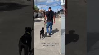 Cachorro reativo a outros animais