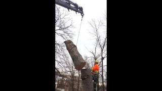 Tree Service Snapshot - Crane Removal | Cohen & Master