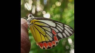 The Common Jezebel Butterfly (Delias eucharis)#butterfly #beautiful