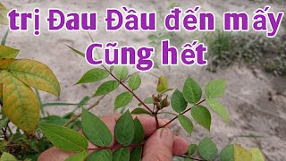 Bài thuốc trị Đau đầu kinh niên, cao huyết áp, hắc lào, chàm. PHAN HẢI Vlog.