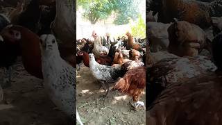 poultry Farming, short feed,shorts , unique farming