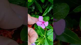 Meu jardim, minha terapia! Parte 1069 #natureza #jardim #terapia #plantas #casa #amor #dia