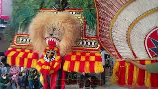 SOLAH DADAK MERAK REOG PONOROGO SINGO DUDHO CAMPURSARI SAMBIT #dadakmerak #reog