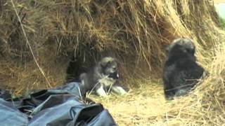 Ovscharka - Caucasian Shepherd Pets are playing