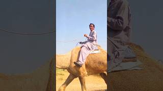 هناك سباق بين الجملين🐪🇵🇰