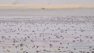 First time in 84  years huge number  of rare birds migrated to Kashmir's Wullar lake