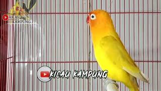 Langsung nyaott !!! pancingan Lovebird agar cepat gacor