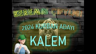 Keremin Çiftliği 2024 Kurbanlık Büyükbaş Kalem - SATILDI