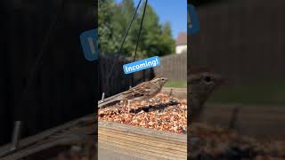 Bird Feeder Action - Part 1 “Someone’s Watching” #tuesday #birds #nature #shorts #birdfeeder #fyp