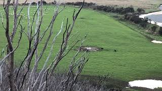 Pig hunting with dogs