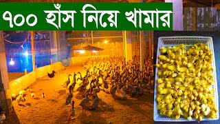 নতুন খামারী ৭০০ হাঁস দিয়ে খামার শুরু করলেন | হাঁস পালন | Duck farm  is first time | Uddoktar Khoje