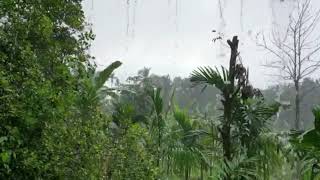 Relaxing rain sound for sleeping 1hour/Enjoy kerala rain sounds