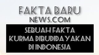 Sebuah Fakta Baru, Buah Kurma Bisa Dibudidayakan di Indonesia