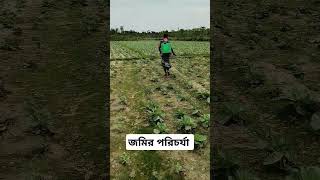 জমির পরিচর্যা #shorts #shortvideo #short