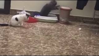 cat playing drum after poop