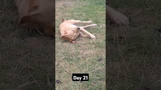 Day 21 until my dog gets 1k subscribers #mydog #mypet #labrador