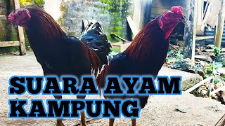 SUARA AYAM JAGO II AYAM KAMPUNG II ANAK AYAM II INDUK AYAM