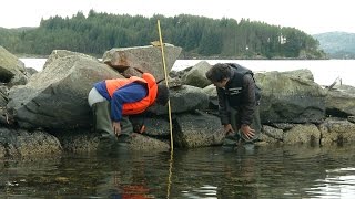 Måle tidevann