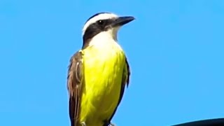 BEM-TE-VI (Pitangus sulphuratus) bem te vi de coroa, bem te vi verdadeiro