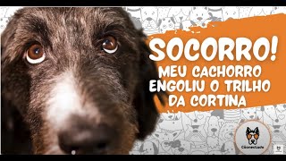 Socorro meu cachorro comeu o trilho da cortina 😱