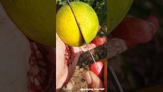 fruit harvesting 🍋‍🟩🍓🍑🥝🍐 #rurallife #fruit #garden #seasonalfruit #harvesting  @gardening_lover7469