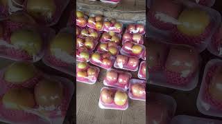 SEGAARR! MERAH MUDA MANIS HARGA BUAH APEL FUJI RP 350 RIBU AN PER DUS DI BALARAJA TANGERANG!!