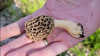 Morel Mushroom Hunt 2022 (I CAN find them! ) LOL