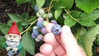 When and How to Harvest Blueberries