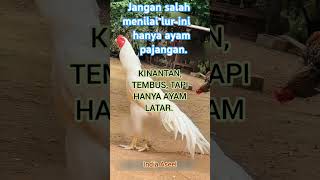 AYAM LATAR #ayamaseel