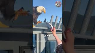 Emotional Eagle Rescue From Flood Unexpected Gratitude