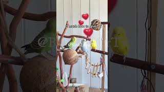 Smart and lovely little budgies #part-1 #birds #cutebird #lovelybirds