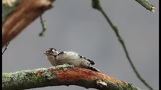 Kleinster Specht Europas? ✓! Der Kleinspecht  #Vogelbeobachtung #Tierfilm 4k