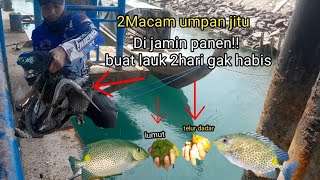 2Macam Umpan Jitu Untuk Mancing ikan Baronang