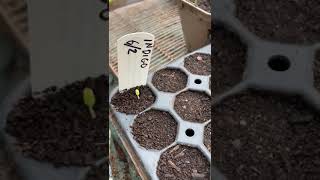 Seed sowing in Sharpham's greenhouse