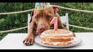 Pourquoi se contenter d'un gâteau pour chiens ordinaire?