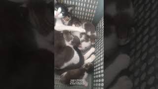 Induk + 5 ekor anak kucing berumur 3 hari lapak sempit segera dipindahkan