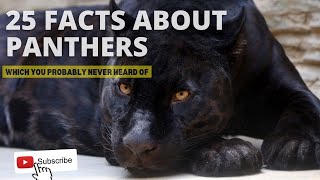 25 Facts about Panthers which you probably never heard of