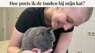 Hoe poets ik de tanden bij mijn kat? | Instructievideo