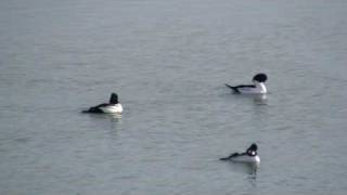 Garrot à oeil d'or ( Bucephala clangula ) au Lac du Der (France)