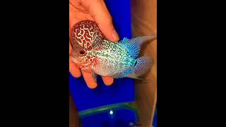 FLOWERHORN#shorts #feeding #flowerhorn