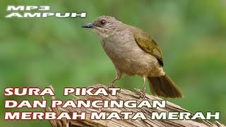 Suara pikat merbah belukar mata merah paling ampuh durasi panjang.