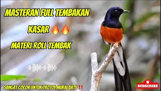 MASTERAN MURAI BATU TEMBAKAN KASAR 🔥🔥MATERI ROLL TEMBAK ‼️#muraibatu #birds #masteranmuraibatu