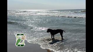 Losloopgebied boswachterij Noordwijk Hondenstrand Noordwijk