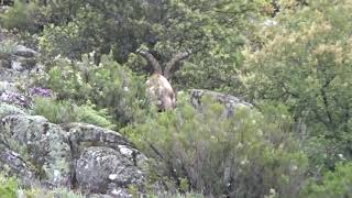 Gredos kőszáli kecske vadászat - Spanyolország