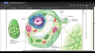 CÉLULA ANIMAL E VEGETAL - SERES UNICELULARES E PLURICELULARES - REVISÃO - 6 ANO